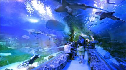 西安市曲江极地海洋公园(西安曲江海洋极地公园门票多少钱)