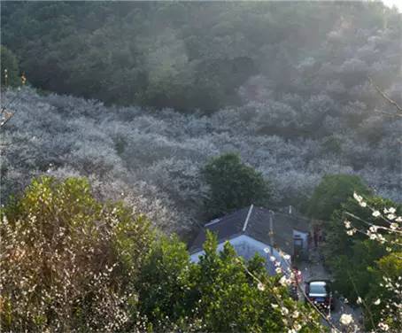惠阳世外梅园景区门票价格（世外梅园惠州）