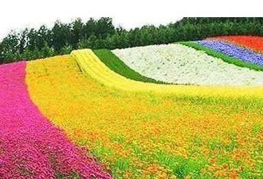 房山天开公园(房山天山花海)