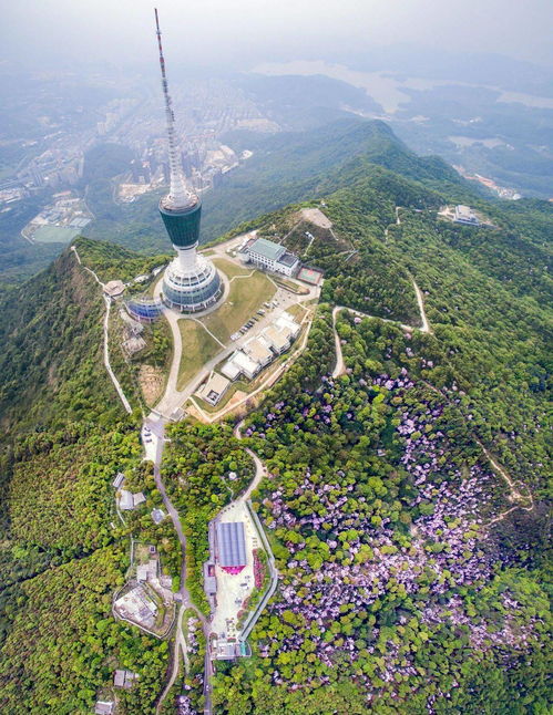 深圳梧桐山攻略,深圳梧桐山主入口在哪